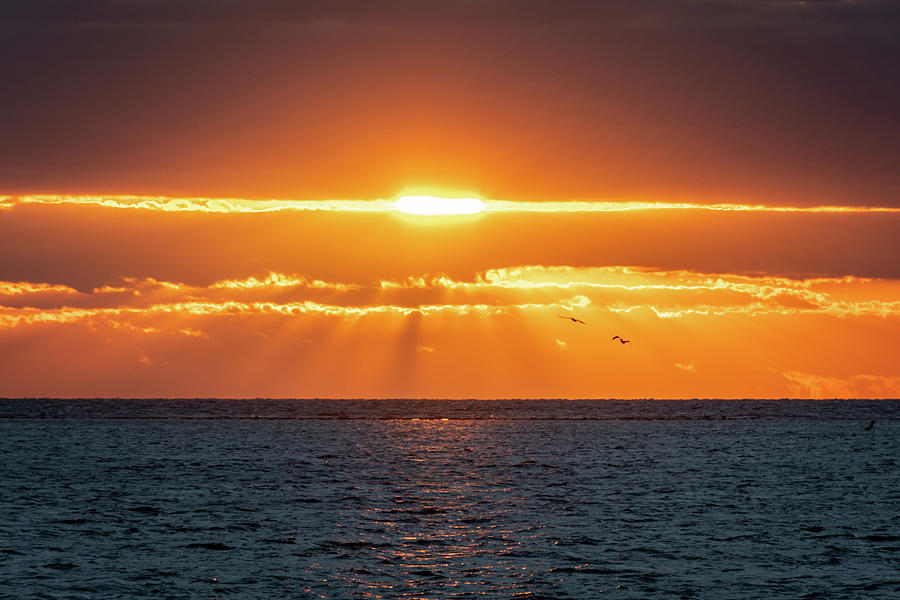 Pelican Sunrise Photograph by David Hart