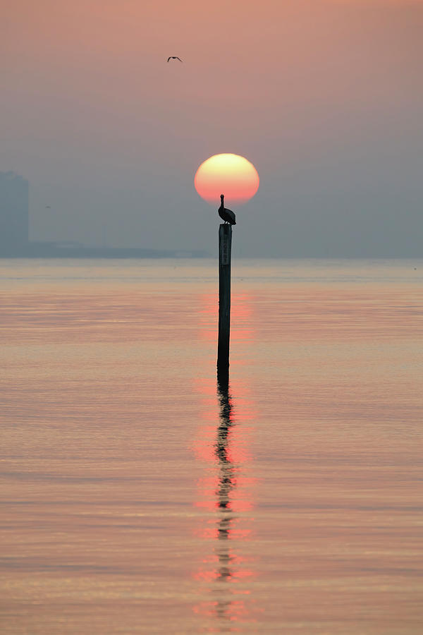 Pelican Sunrise Photograph by JASawyer Imaging