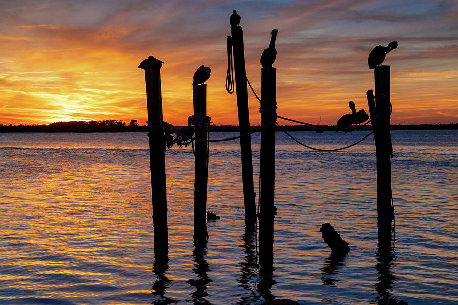 Pelican Sunset, Fernandina Beach, Florida Photograph by Dawna Moore Photography