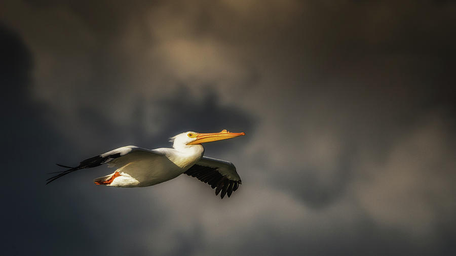 Pelican Sunset Flight Photograph by Framing Places