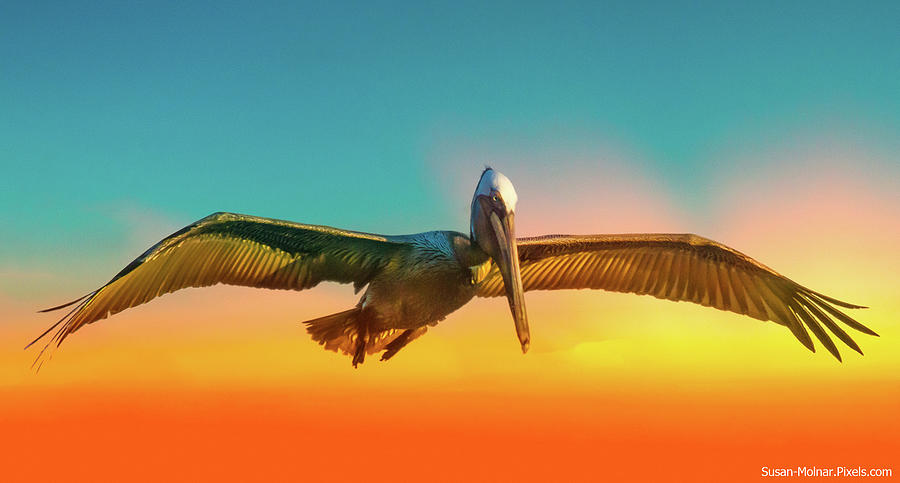 Pelican Sunset Photograph by Susan Molnar