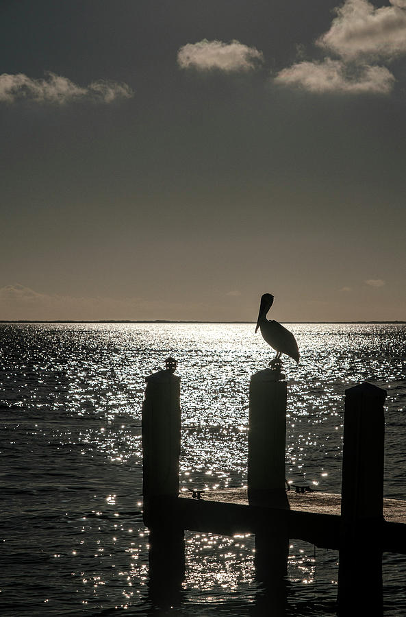 Pelican Sunset Photograph by Tony Locke