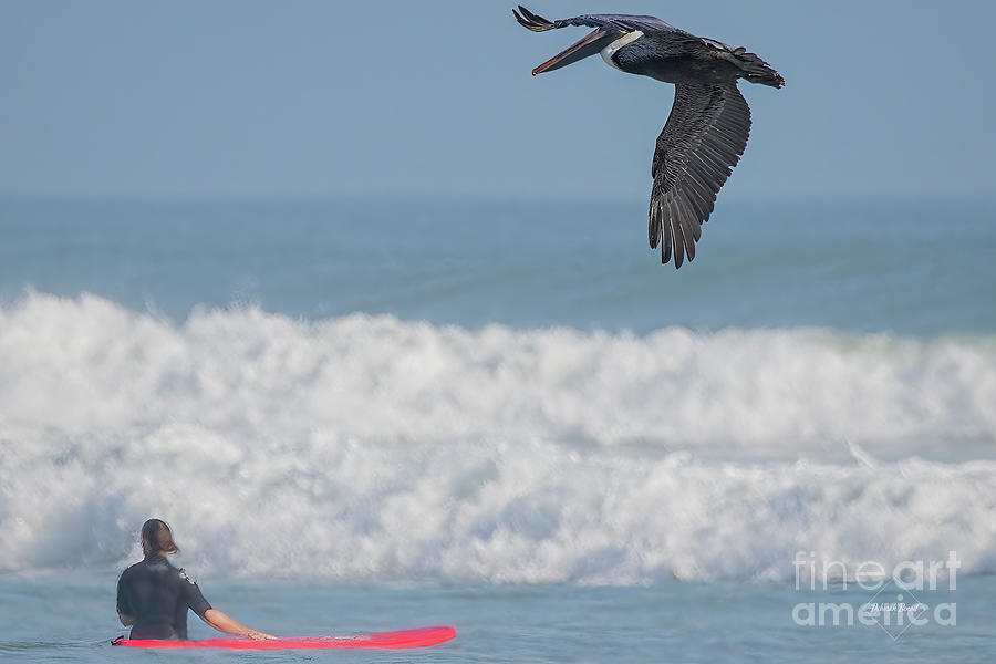 Pelican Photograph - Pelican Surfer and Waves by Deborah Benoit