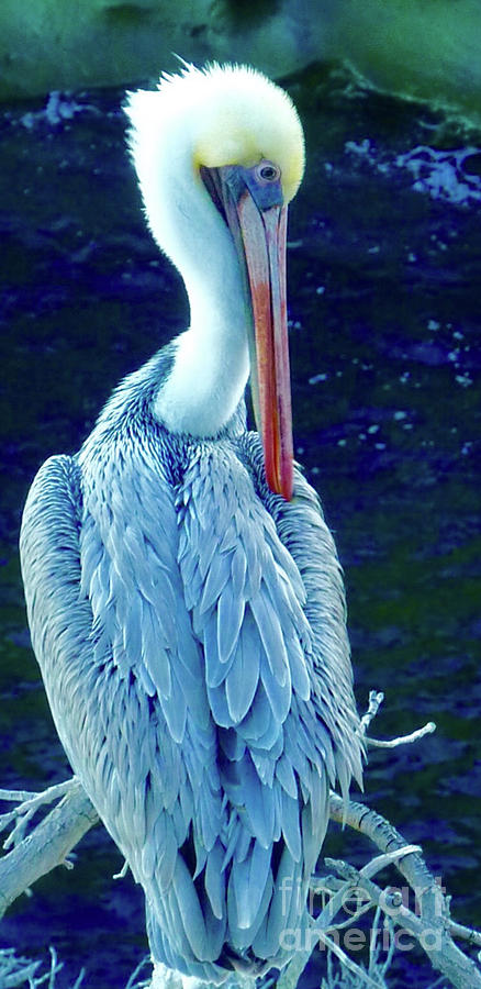 Pelican  Photograph by Susan Garren