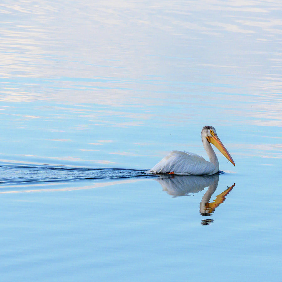 Pelican Swims Across Still Water  Photograph by Kelly VanDellen