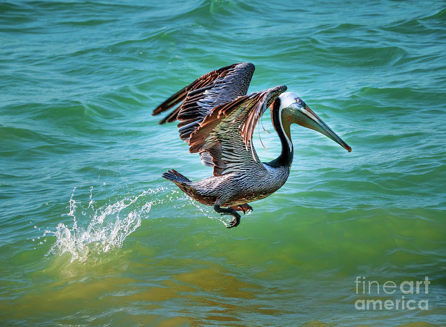 Pelican Take Off Pyrography by Joseph Miko