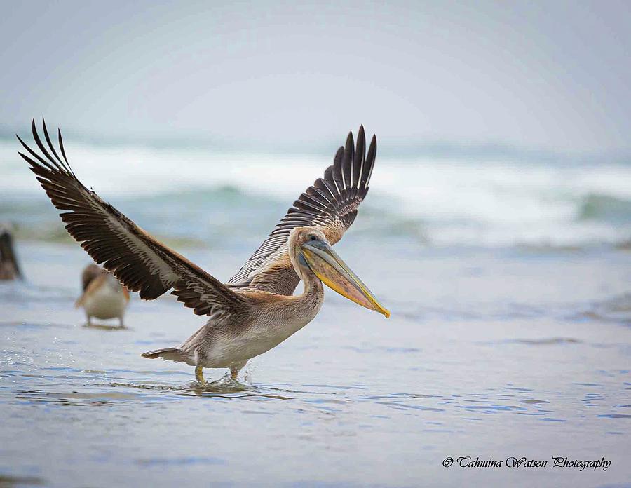 Pelican Take Off Photograph by Tahmina Watson