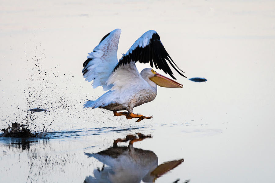 Pelican Takeoff Kicking Up Mud Photograph by Debra Martz