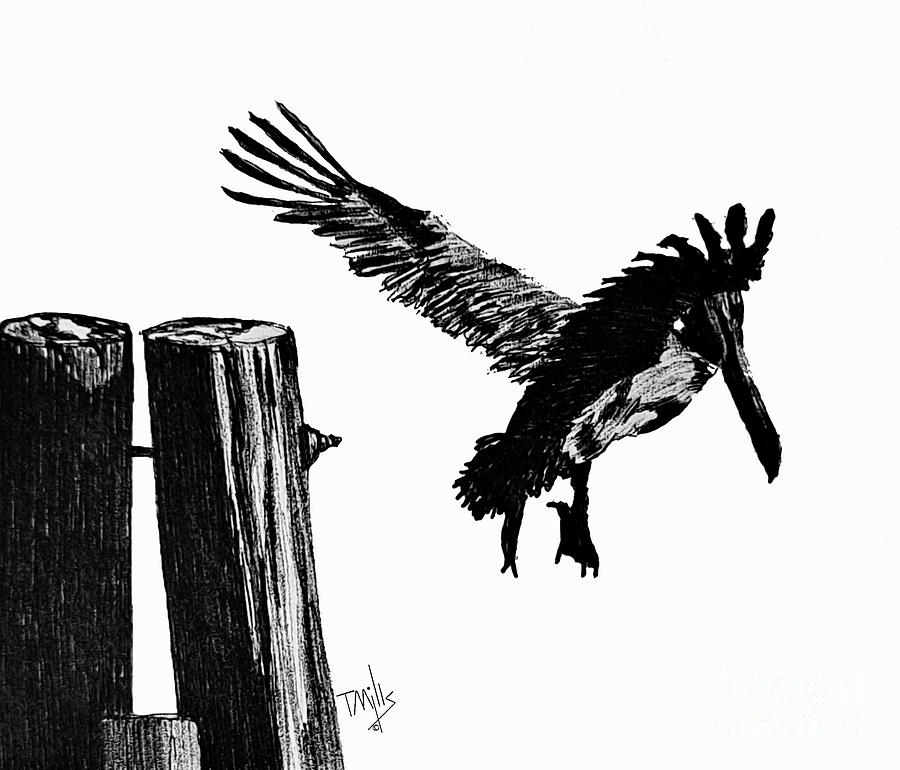 Pelican Takeoff  Drawing by Terri Mills