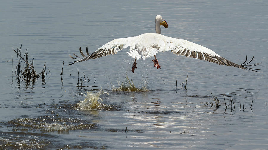 Pelican Photograph - Pelican taking flight by Michael Hodgson
