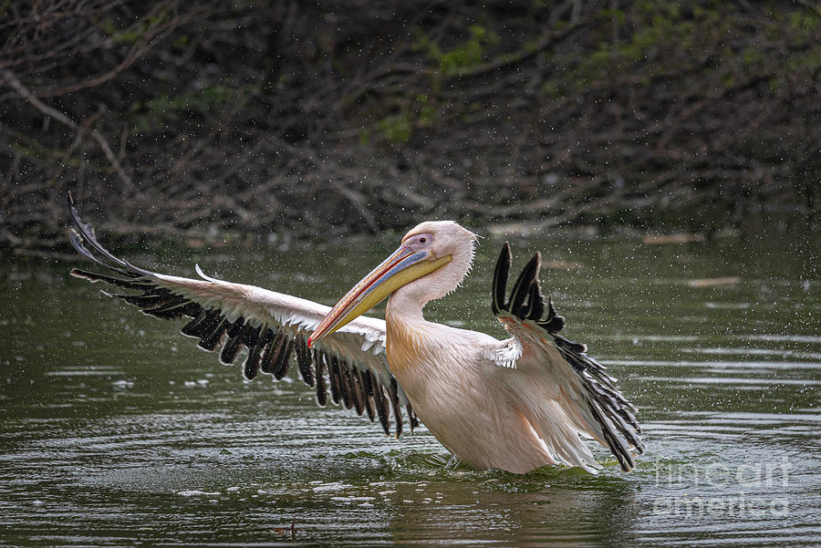 Pelican taking off Digital Art by Pravine Chester
