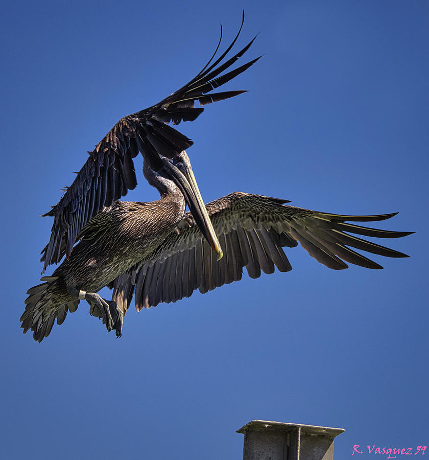 Pelican The Art Of Landing Photograph by Rene Vasquez