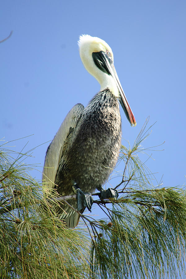 Pelican Photograph by Thierry Lach Pelican Photograph by Thierry Lach