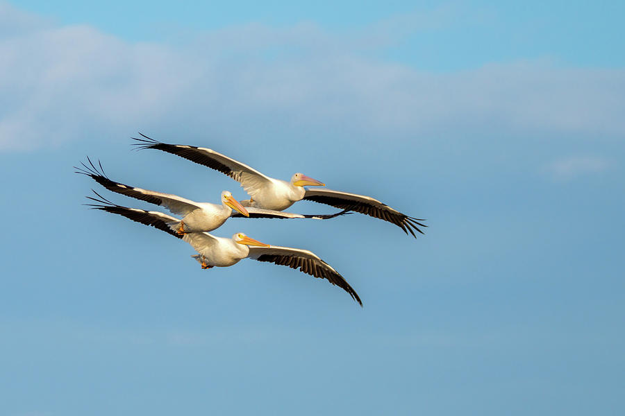 Pelican Togetherness Photograph by Debra Martz