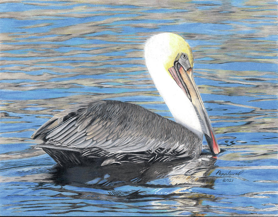 Pelican Painting by Tom Popplewell - Fine Art America