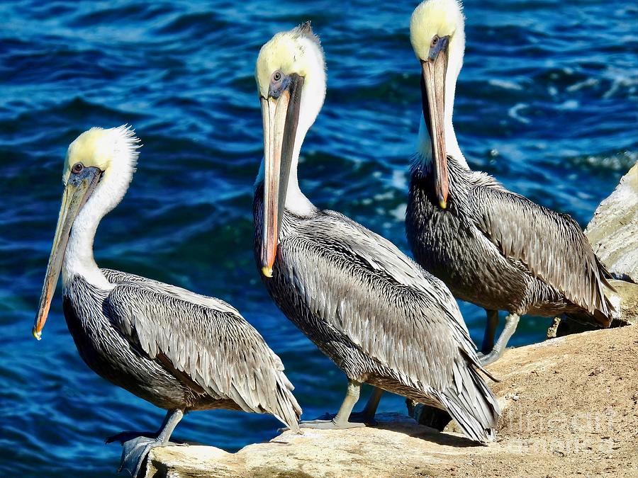 Pelican Trio Photograph by Beth Myer Photography