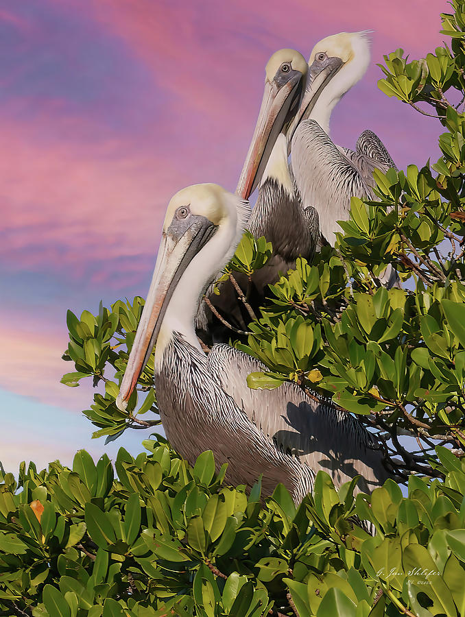 Pelican Trio Photograph by Gary Shlifer