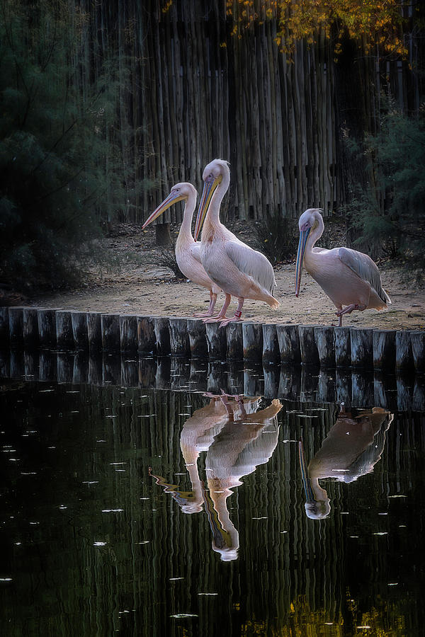 Pelican Trio Photograph by Wolfgang Stocker