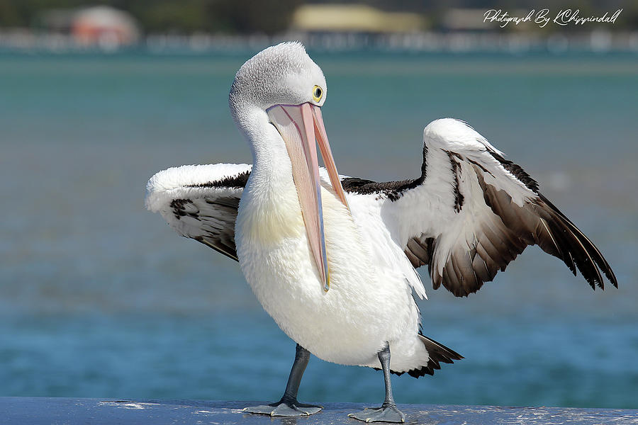 Pelican Tuncurry 590. Digital Art by Kevin Chippindall