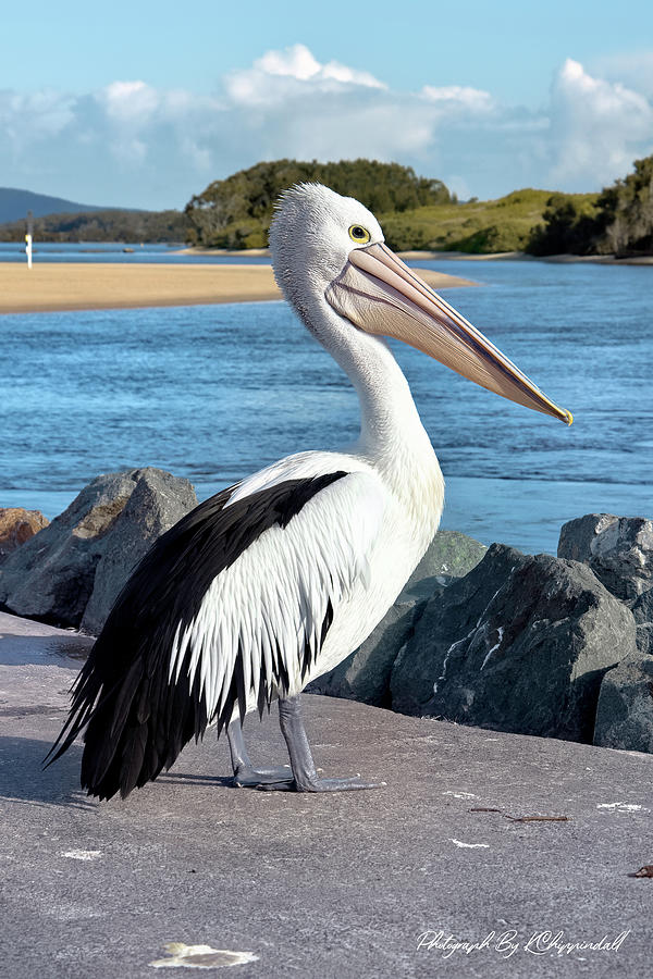 Pelican Tuncurry 95 Digital Art by Kevin Chippindall Pelican Tuncurry 95 Digital Art by Kevin Chippindall