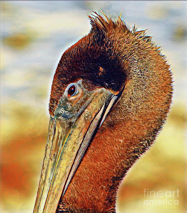 Pelican Vibrancy Photograph by Joanne Carey