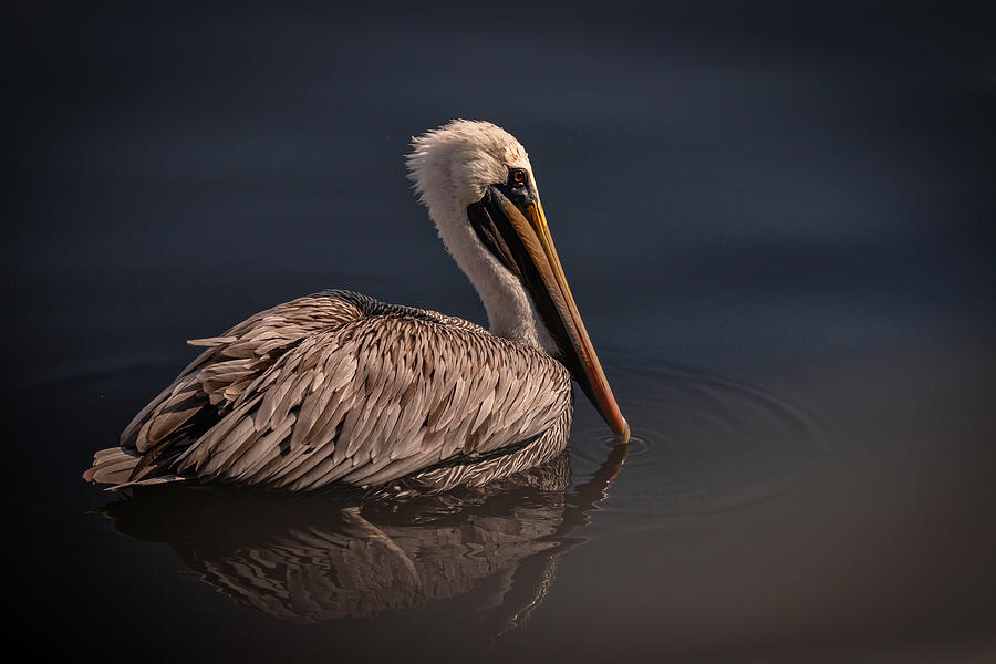 Pelican Waiting Photograph by Dorothy Cunningham
