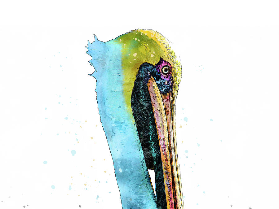 Pelican Watercolor Close up Mixed Media by Pamela Williams