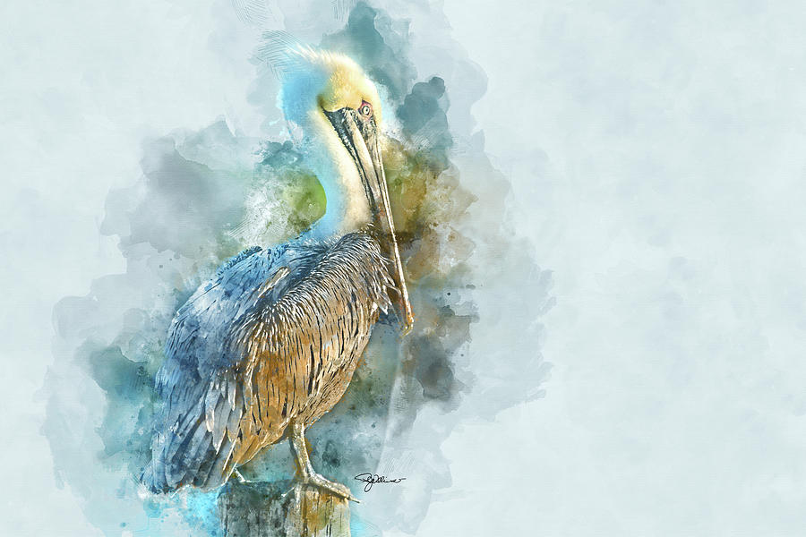 Pelican Watercolor Mixed Media by Pamela Williams