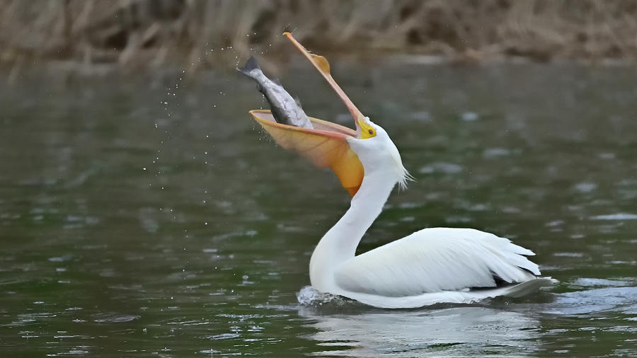 Pelican With Fish - Sandy Wool Lake, Milpitas  Photograph by Amazing Action Photo Video