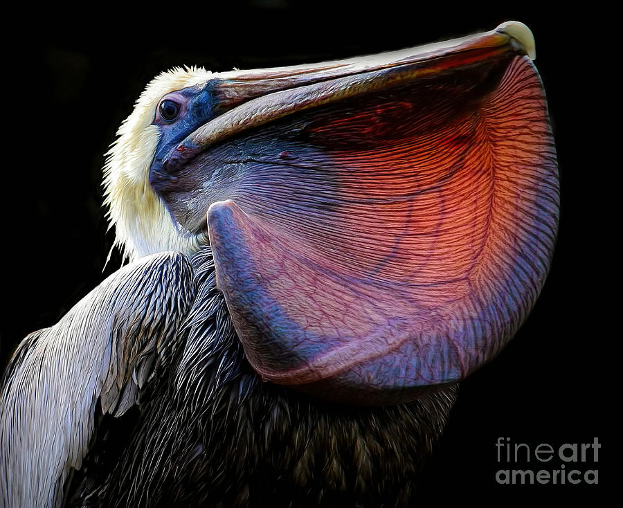 Pelican Photograph - Pelican With Huge Fish by Paulette Thomas