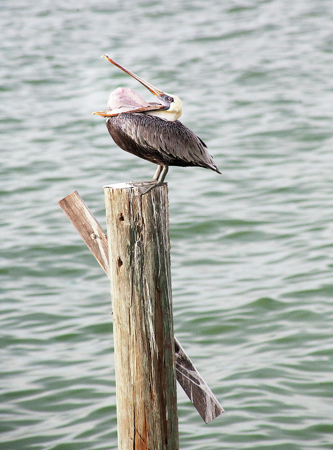 Pelican with Mouth Wide Open Photograph by Marilyn Hunt