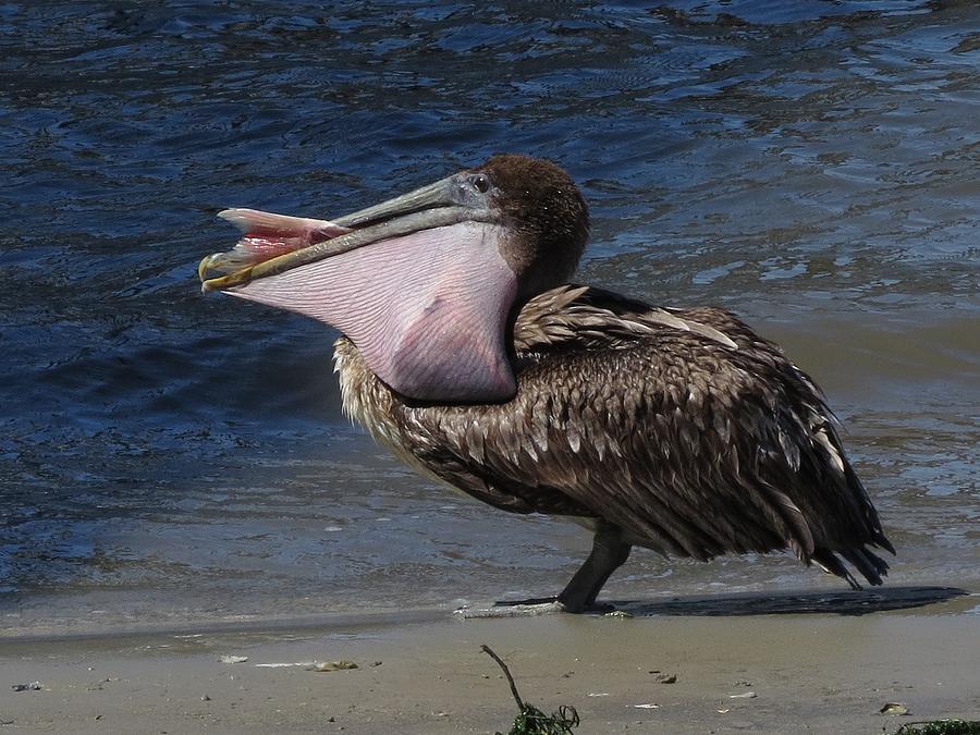 Pelican with Whole Fish Photograph by Ellen Meakin