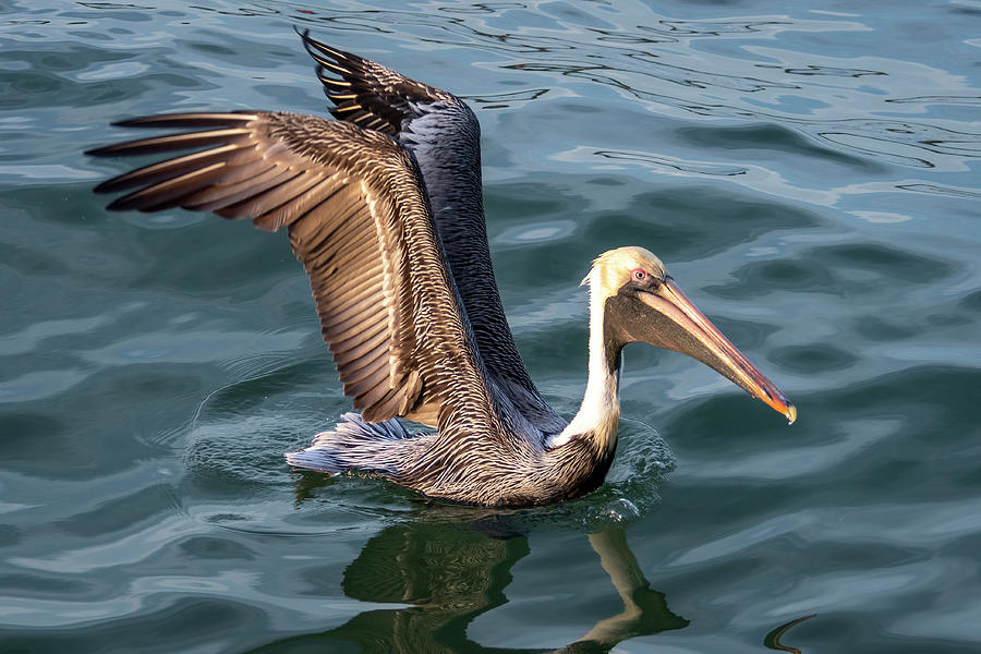 Pelican with Wings Up Photograph by Bradford Martin