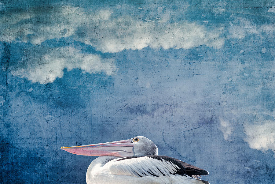 Pelican Photograph by Yasmina Baggili