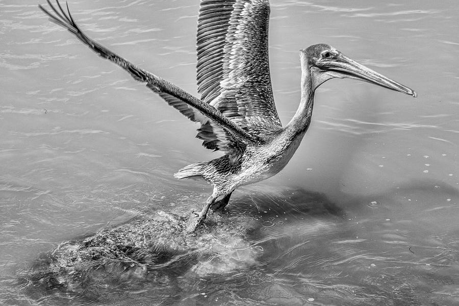 Pelican Yoga Photograph by Robert Wilder Jr
