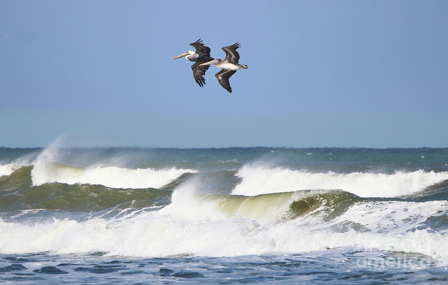 Pelicans Above Surf  3875 Photograph by Jack Schultz