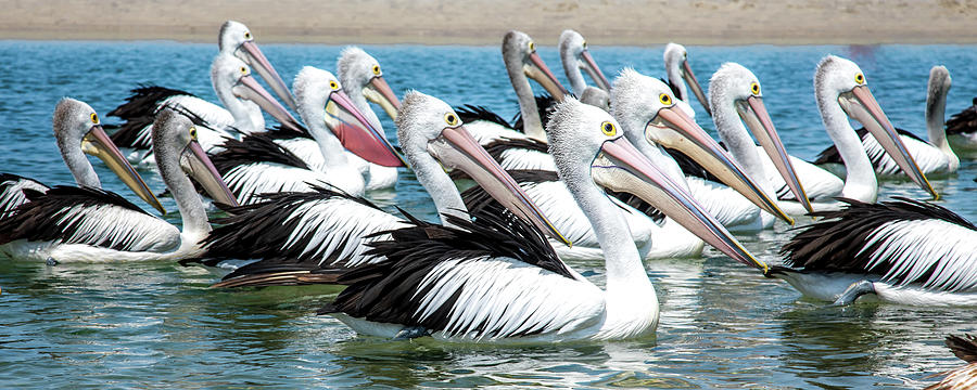 Australian Pelicans Photograph - Pelicans Adrift by Az Jackson