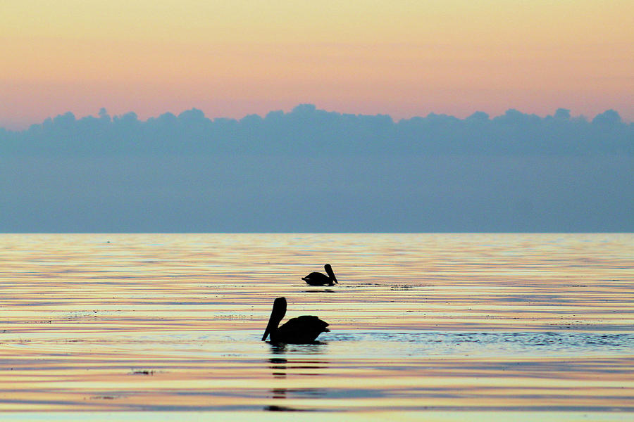 Pelicans Afloat At Dawn Photograph by Robert Banach