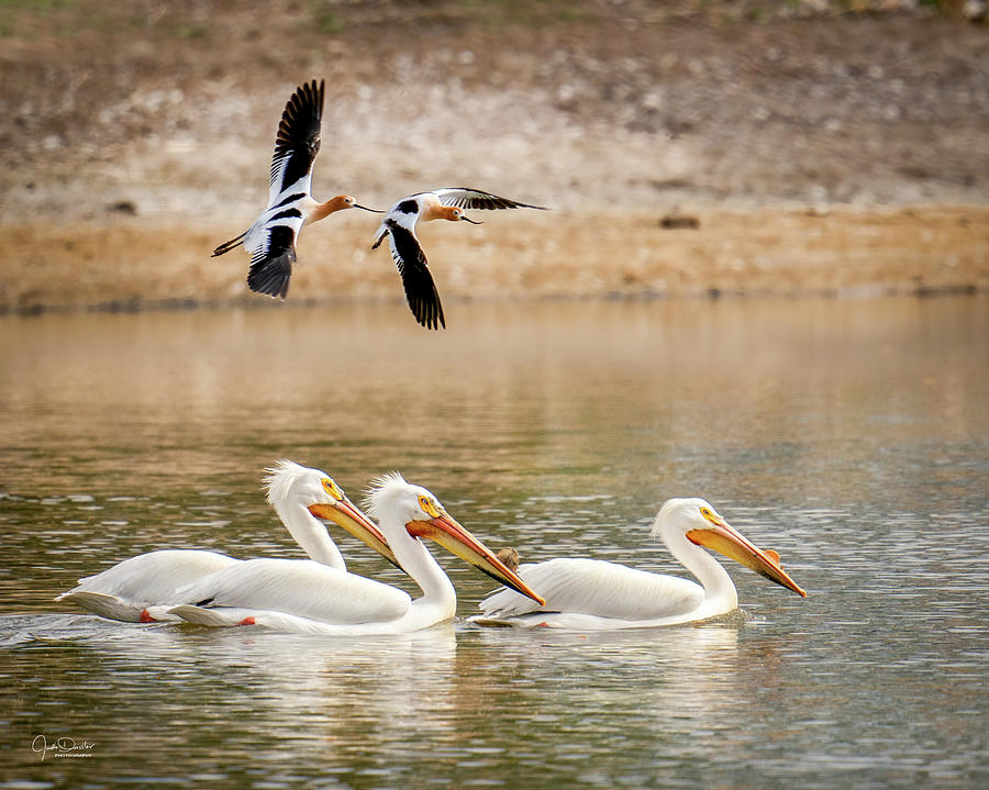 Pelicans With Avocet Flyby Photograph