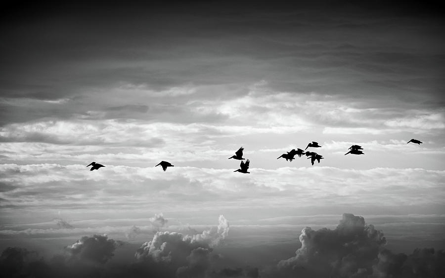 Pelicans And Clouds In Black And White Photograph by Jordan Hill