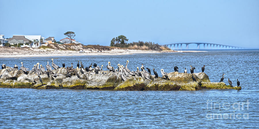 Pelicans and Cormorants on a Rock Jetty Photograph by Catherine Sherman