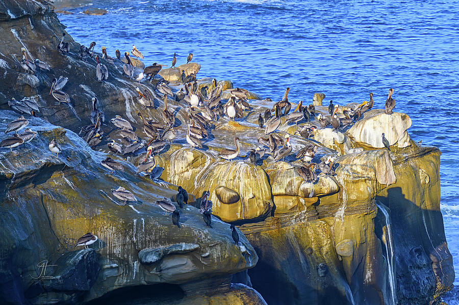 Bird Photograph - Pelicans and Cormorants Only by Jim Thompson Bird Photograph - Pelicans and Cormorants Only by Jim Thompson