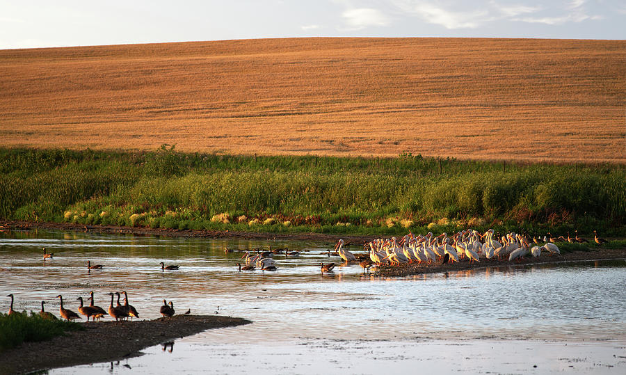Pelicans and Geese on a ND Prairie pond Photograph by Peter Herman