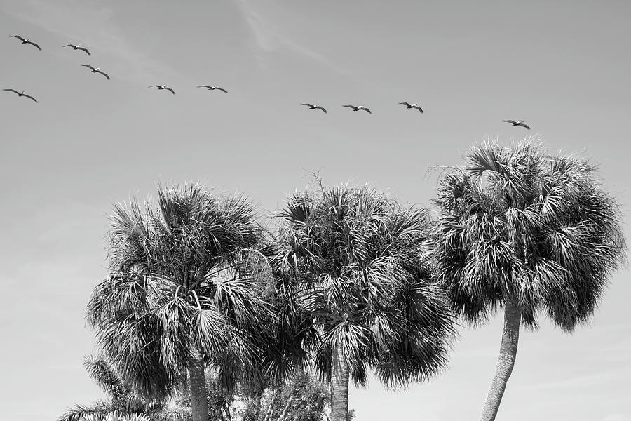 Pelicans and Palms Photograph by Robert Wilder Jr