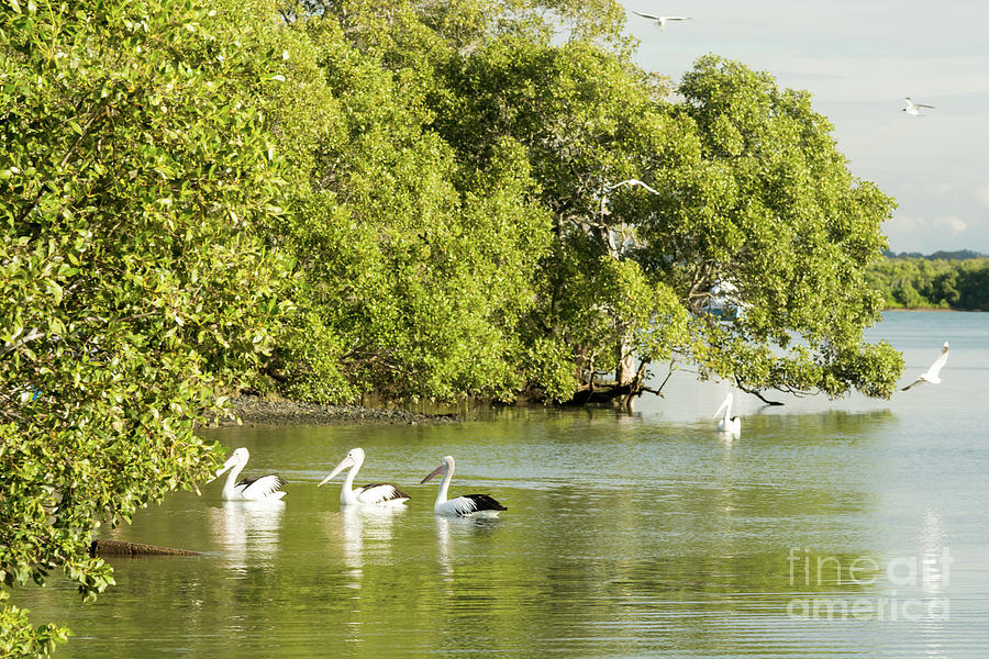 Pelican Photograph - Pelicans and Seagulls on Caboolture River at Beachmere Queensland Australia. by Christopher Edmunds
