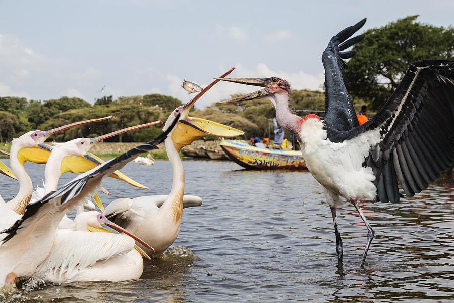 Pelicans and storks catching fish in remote lake Photograph by Jeremy Woodhouse