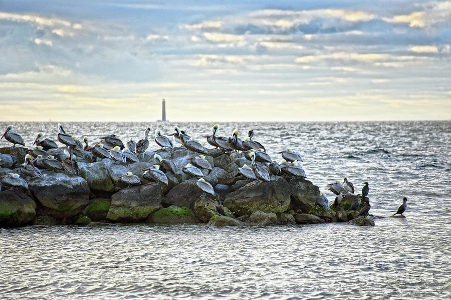 Pelicans And The Lighthouse Photograph