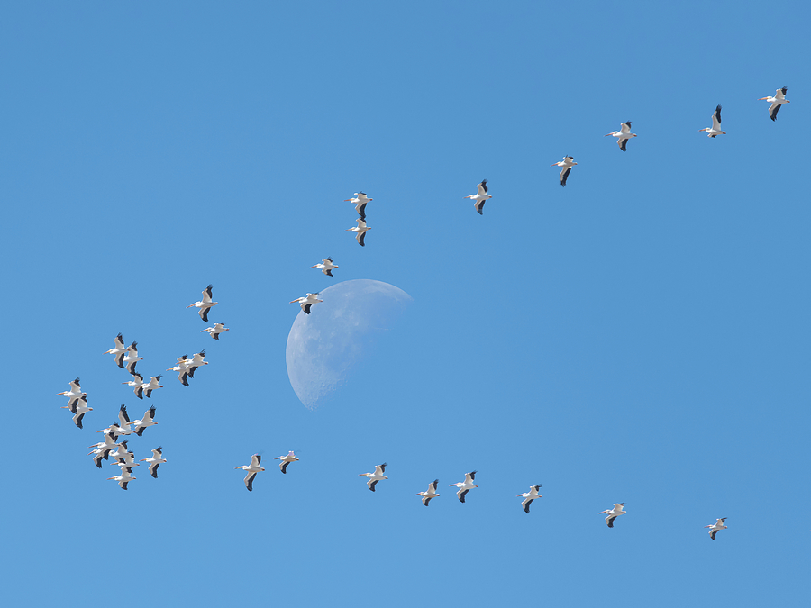 Pelicans and the Moon Photograph by Loree Johnson