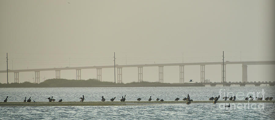 Pelicans Photograph by Andrea Anderegg