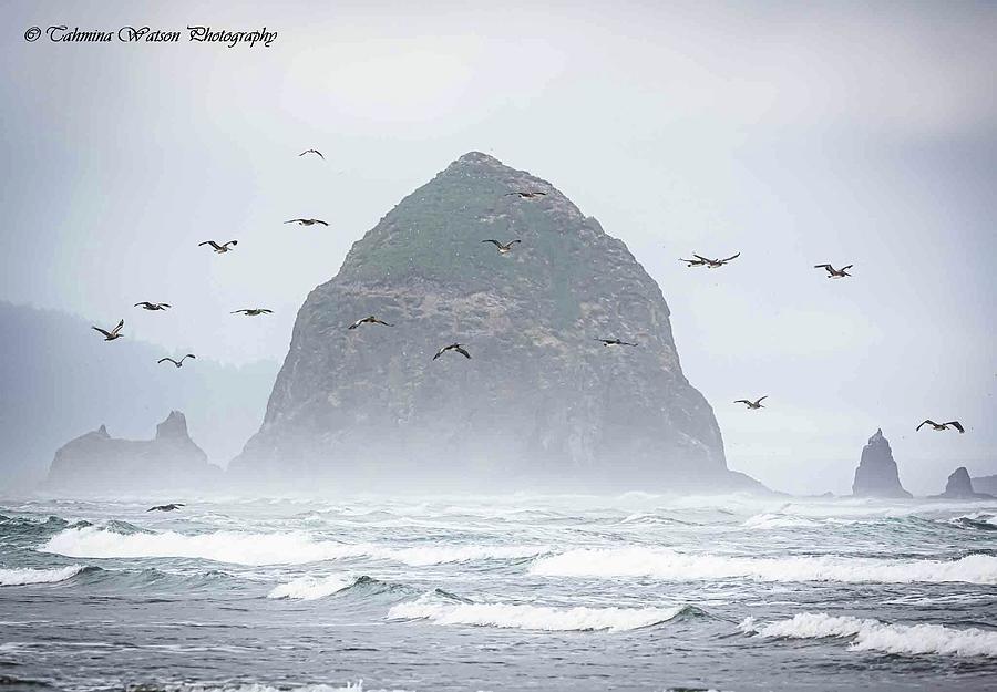 Pelicans at Haystack Rock Photograph by Tahmina Watson